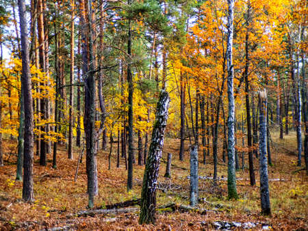 Autumn birch grove with yellow and gold leaves. Autumn tranquility in a mixed forest. High quality photoの写真素材