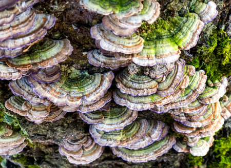 Close-up macro view of Chaga mushroom or Inonotus obliquus on the birch tree. Selective focus. High quality photoの写真素材