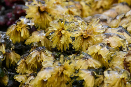 Frozen flowers. Chrysanthemum flowers covered with ice after freezing rain falls in Kyiv, Ukraine. December 2020. High quality photoの写真素材