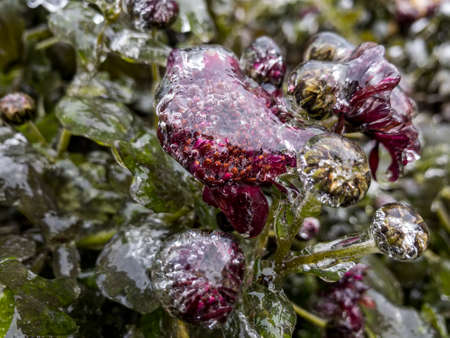 Frozen flowers. Chrysanthemum flowers covered with ice after freezing rain falls in Kyiv, Ukraine. December 2020. High quality photoの写真素材