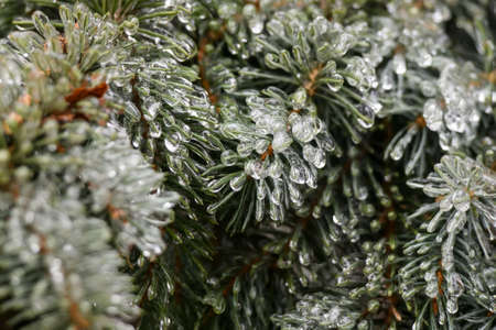 Frozen coniferous branch. Ice covered spruce branch freezing rain falls in Kyiv, Ukraine. December 2020. High quality photoの写真素材
