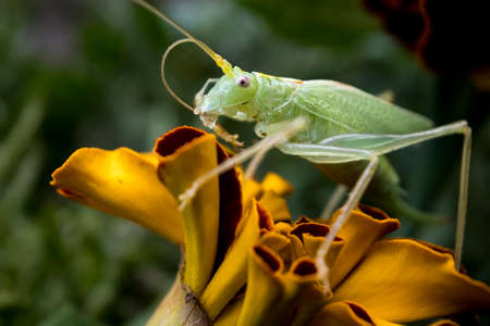 Macro photo of green Grasshopper or Acridomorpha on a marigold flower. Selective focus. High quality photoの写真素材