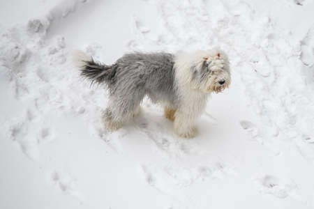 Old English Sheepdog or bobtail runs on winter snowy road. ... High quality photoの写真素材