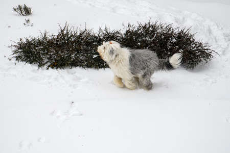 Old English Sheepdog or bobtail runs on winter snowy road. ... High quality photoの写真素材