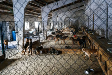Homeless dogs in a shelter for stray animals. High quality photoの写真素材