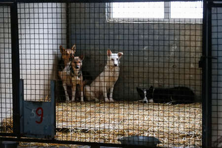 Homeless dogs in a shelter for stray animals. High quality photo