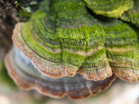 Close-up macro view of Chaga mushroom or Inonotus obliquus on the birch tree. Selective focus.の写真素材