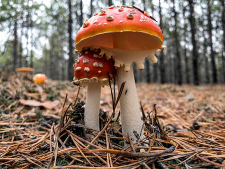 Amanita muscaria, commonly known as the fly agaric or fly amanita