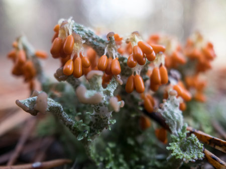 Macro photo of Orange slime mold Myxomycetes Leocarpus fragilis in the forest. Selective focus