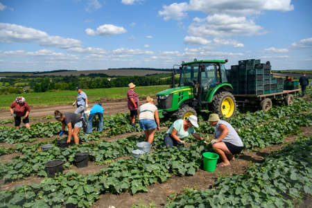 Harvesting cucumbers on a farm field in Vinnytsia region, Ukraine. July 2021 Farmers work in the...