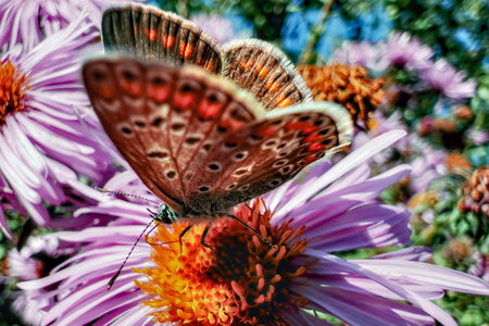 A beautiful orange-brown butterfly on a purple flower. Macro shot. High quality photo