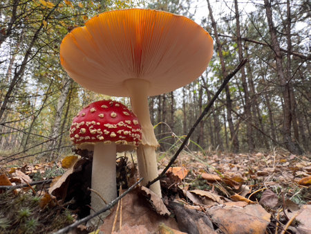 Amanita muscaria, commonly known as the fly agaric or fly amanita in the forest. High quality photoの写真素材