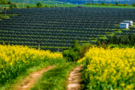Large solar panel farm in the middle of a blooming rapeseed field. High quality photoの写真素材