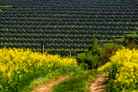 Large solar panel farm in the middle of a blooming rapeseed field. High quality photo