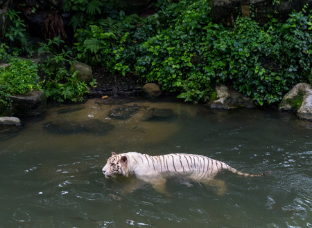 White tiger bathing with fishesの写真素材