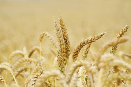 Cornfieldの写真素材