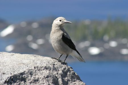 bird on rock at Crater Lakeの写真素材