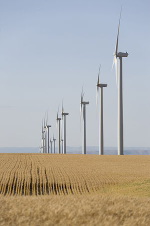 Electric wind turbines in wheat fields in late afternoon