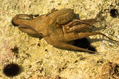 octopus and urchins in wild near croatian coastlineの写真素材