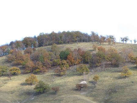 Forest on a mountain.の写真素材