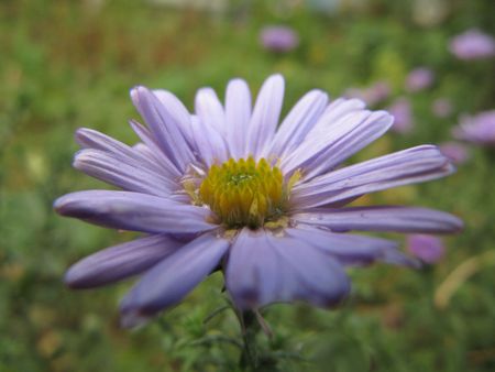 Forest flower after a rain.の写真素材