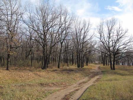 Forest road.の写真素材