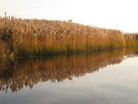 River reed.の写真素材