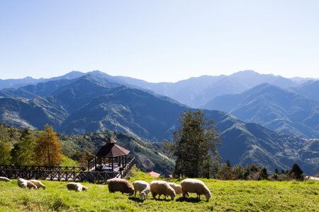 Sheeps on mountainの写真素材