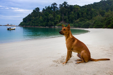 dog sit on beachの写真素材