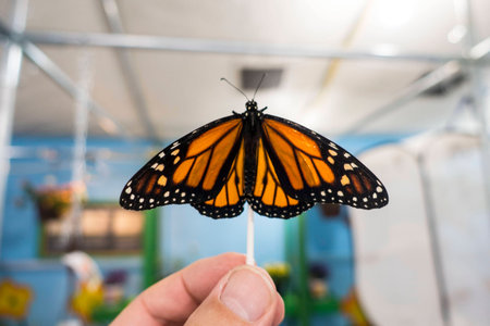 A freshly hatched Monarch Butterfly, with its tawny-orange wings with black veins and white and...