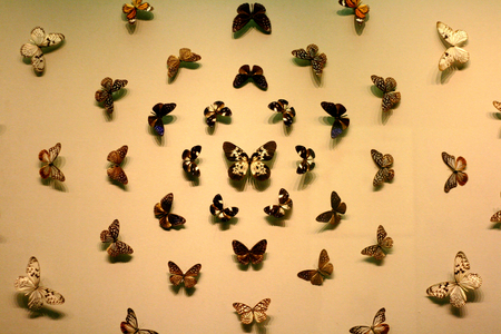 Butterflyの写真素材