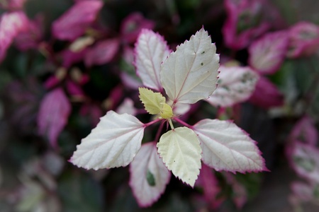 Flower in Thailand(pink and white)の写真素材