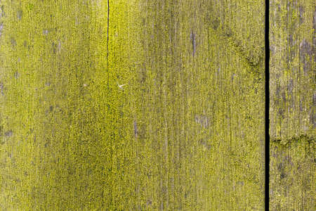 Moss on wood. Mossy board. Green natural background.の写真素材