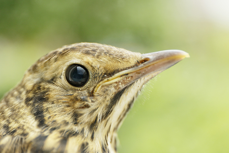 Young Song Thrush (Turdus philomelos) in front of window close up, the Netherlandsの写真素材