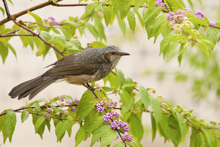 Brown-eared bulbul (Hypsipetes amaurotis) sitting on branch, Seoul, South Koreaの写真素材