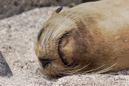 Galapagos sea lion (Zalophus wollebaeki) head portrait, North Seymour, Galapagos Islandsの写真素材