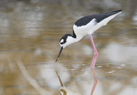 Black-necked stilt (Himantopus mexicanus) foraging in water, Cabo Rojo Salt Flats, Puerto Ricoの写真素材