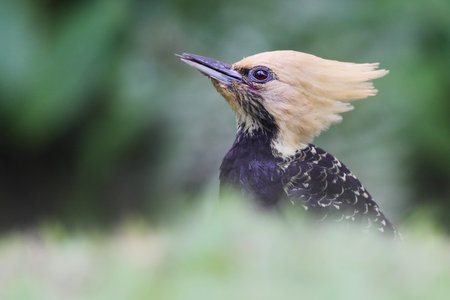 Blond-crested Woodpecker (Celeus flavescens) female sitting in grass in garden, Itanhaem, Brazilの写真素材