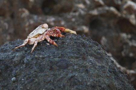 Crab on rock, Puerto Ricoの写真素材