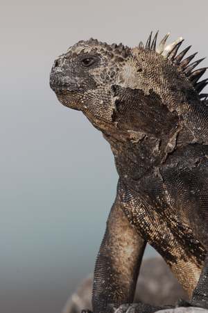 Galapagos Marine iguana (Amblyrhynchus cristatus), Tortuga Bay, Santa Cruz, Galapagos Islandsの写真素材