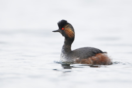 Black-necked grebe (Podiceps nigricollis) swimming in water, the Netherlandsの写真素材