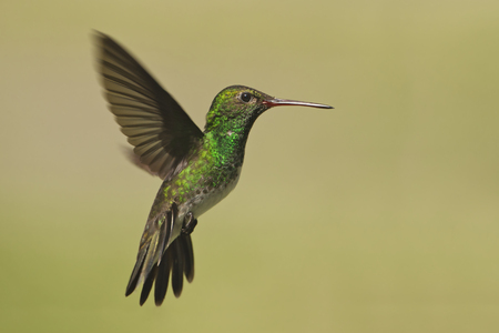 Glittering-throated Emerald (Amazilia fimbriata) in flight against clean background, Itanhaem, Brazilの写真素材