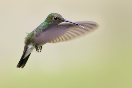 Glittering-throated Emerald (Amazilia fimbriata) in flight against clean background, Itanhaem, Brazilの写真素材