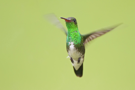 Glittering-throated Emerald (Amazilia fimbriata) in flight against clean background, Itanhaem, Brazilの写真素材