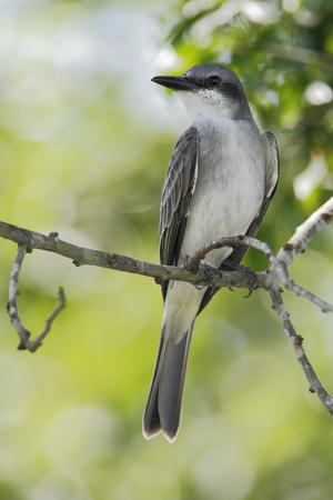 Gray King bird (Tyrannus dominicensis) sitting on branch, Laguna Cartegena, Puerto Ricoの写真素材