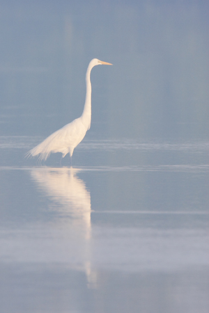 Great egret (Ardea alba) in early morning, Ding Darling NWR, Florida, USAの写真素材