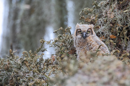 Great horned owl (Bubo virginianus) young chick in tree, Kissimmee, Florida, USAの写真素材