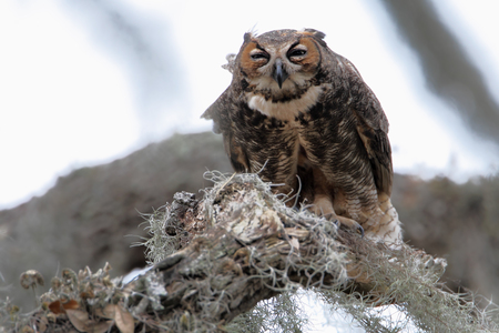 Great horned owl (Bubo virginianus) in tree, Kissimmee, Florida, USAの写真素材