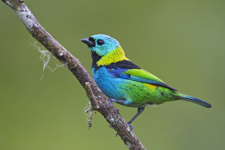 Green-headed tanager (Tangara seledon) on branch in garden, Itanhaem, Brazilの写真素材