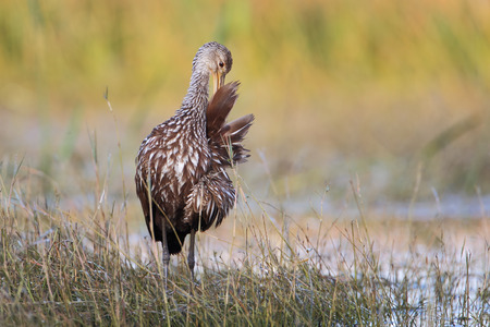 Limpkin (Aramus guarauna) standing in marsh preening, Cypress Lake, Florida, USAの写真素材